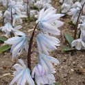 Scilla tubergeniana